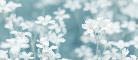 Small white flowers. Spring or summer floral banner. Selective focus. - 748021035