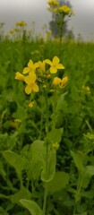 Obraz premium yellow flowers in the garden