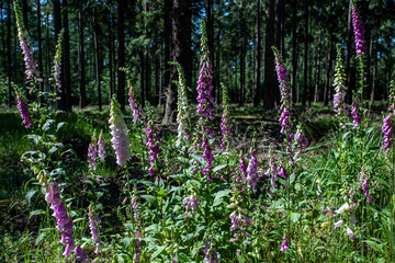 Group of Foxcloves in the Forest