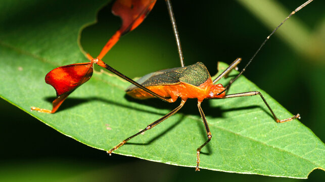 Shield Bug, Chust Bug, Hemiptera, Tropical Rainforest, Napo River Basin, Amazonia, Ecuador, America