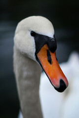 mute swan cygnus olor