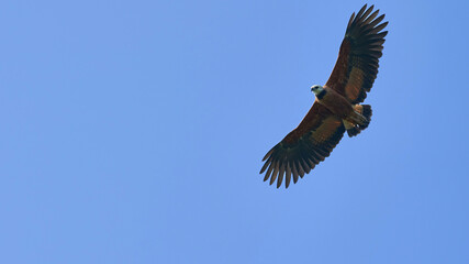 eagle in flight