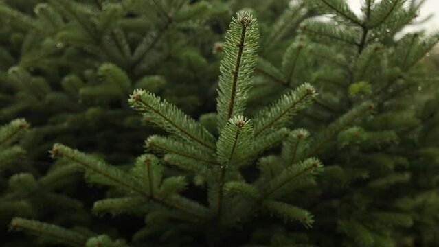 Fir forest trees. Green branches of pine trees. Twig of young fir. Fir branch in early spring. Young green twigs.. High quality FullHD footage