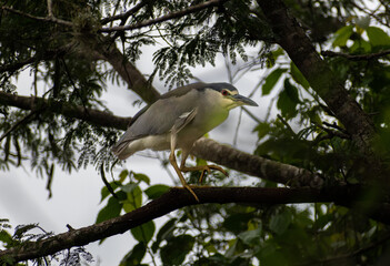 Sleeper socó.  Nycticorax nycticorax