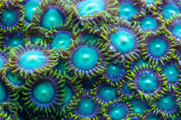 Zoanthid 