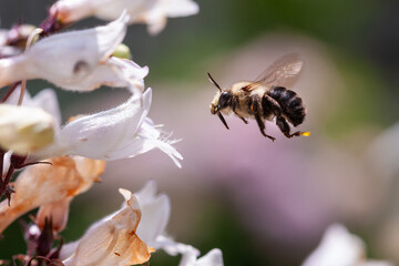 Bumble Bee searching for food