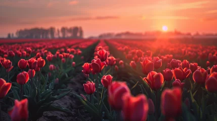 Rolgordijnen Tulips in a field in spring © Mishi