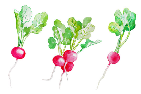 Watercolor  hand painted illustration of   Radish, radish bunch, root vegetable, red, fresh food, watercolor painting 