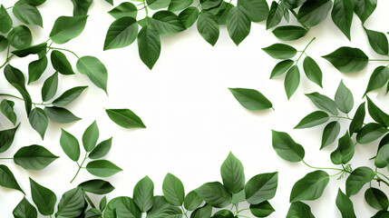 Green leaves isolated on white background to.