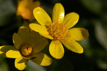 Macro yellow flower background,Macro shot yellow flower background,Yellow,Backgrounds,Vegetable Garden,Flower,Close-up,