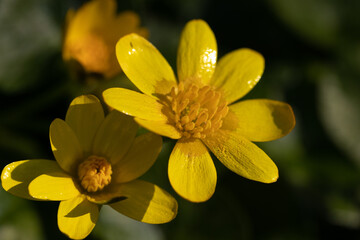 Macro yellow flower background,Macro shot yellow flower background,Yellow,Backgrounds,Vegetable Garden,Flower,Close-up,