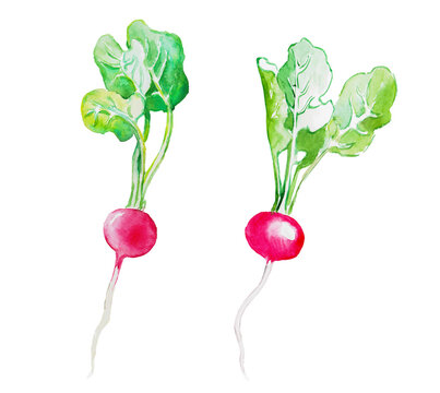  Watercolor  hand painted illustration of  Radish, radish bunch, root vegetable, red, fresh food, watercolor painting 