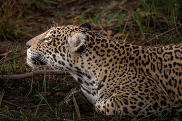 Jaguar Contemplative Look