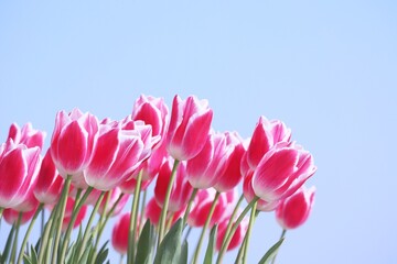 春のチューリップと空 アップ