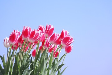 チューリップと空 春のイメージ
