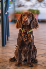 english cocker spaniel dog