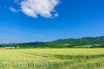 Fototapeta premium 道東 佐呂間町の麦畑 