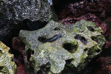 タマカエルウオ