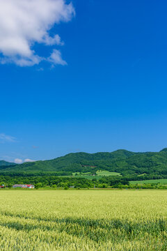 道東　佐呂間町の麦畑

