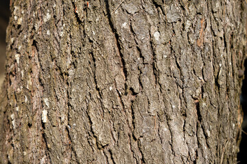 old wood texture background