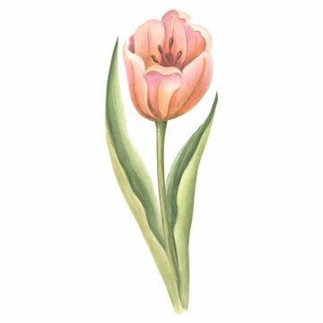 Watercolor tulip flower with leaves. Isolated hand drawn illustration spring gardens flower. Floral botanical drawing template for card for Mothers day, 8 March, wedding, package, textile, embroidery.