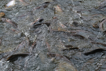 Fish in the pond for cooking
