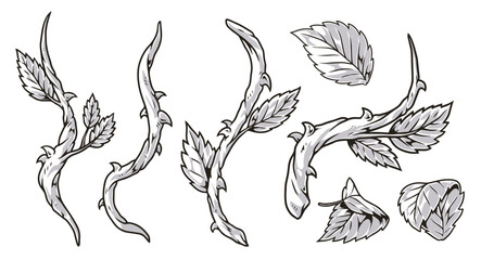 Natural plants set logotypes monochrome