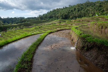 Fototapeta na wymiar Subak is a traditional Balinese irrigation system based on mutual justice. This system regulates the distribution of water fairly. Terraced rice field in countryside of Bali