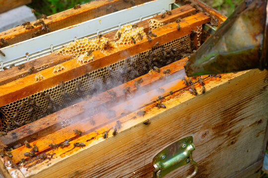 Removing the honeycomb frames from the beehive with bee smoker