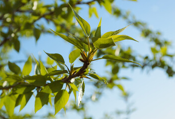 Fresh green leaves on a tree branch in spring