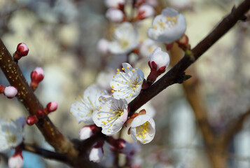 Opening and blooming white flowers on the branches of a cherry tree in spring