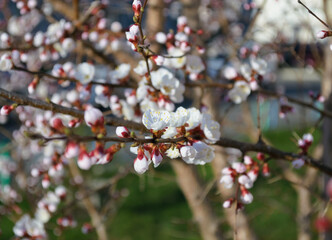 Opening and blooming white flowers on the branches of a cherry tree in spring