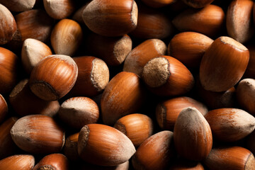 Raw hazelnuts in shells, agricultural harvest, protein food ingredients
- 748037632
