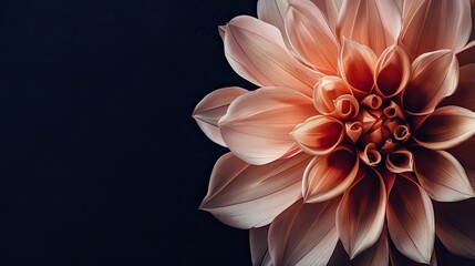 Detailed image accentuating the delicate petals of a pink dahlia flower against a dark, contrasting background