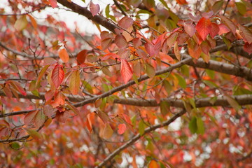 公園の木々が鮮やかな紅葉に染まる