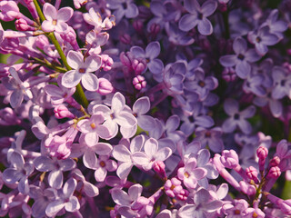 Spring has come and pink lilac has bloomed, many beautiful flowers on the bush, natural beautiful texture, the fragrance of spring