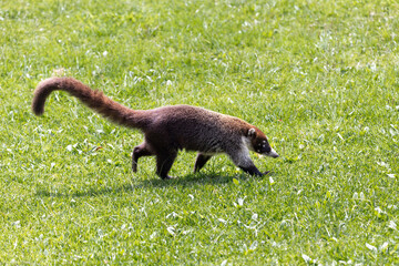 Large adult coati seen in profile running in the grass during a sunny day, Monteverde, Costa Rica