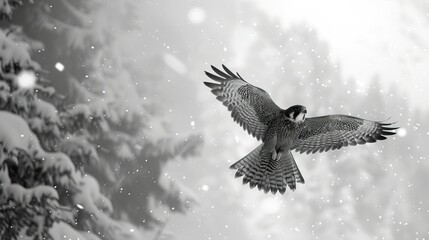 Obraz premium Falcon in flight against a stormy sky, embodying power and freedom, a masterful display of bird of prey
