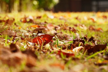 公園の地面に落ちた枯れ葉と草