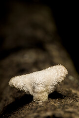 Hericium erinaceus mushroom fungus white with hairs tree trunk vertical