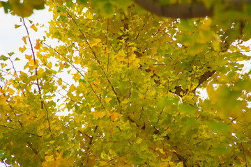 黄色と黄緑が混ざる紅葉したてのイチョウ