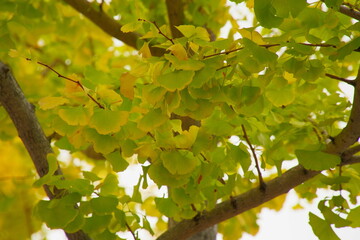 紅葉が始まるイチョウの木