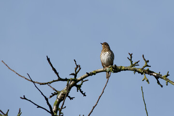 Grave musicienne perch&eacute;e. France.