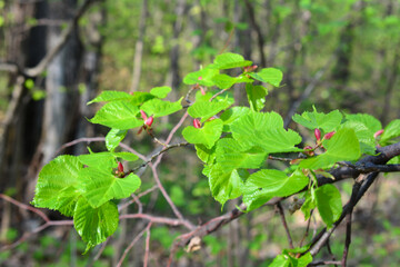 tree branch covered with green leaves isolated in the forest