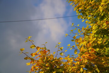 【コピースペース】黄色いギンナンの木と雲