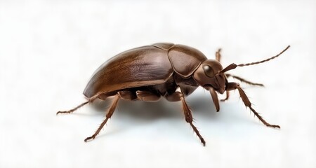  A close-up of a brown beetle with a glossy shell