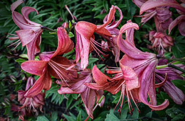 red lilies in the summer garden on a warm cloudy day with raindrops