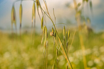 A field of daisies with a small yellow flower in the foreground.
