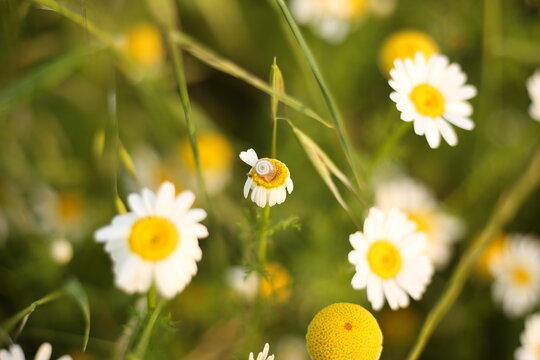 A field of daisies with a small yellow flower in the foreground.