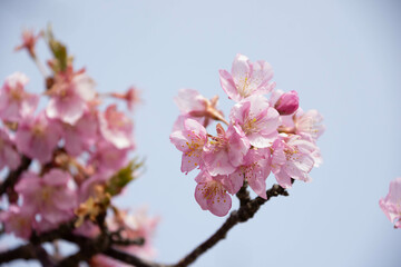 Fototapeta premium 河津桜